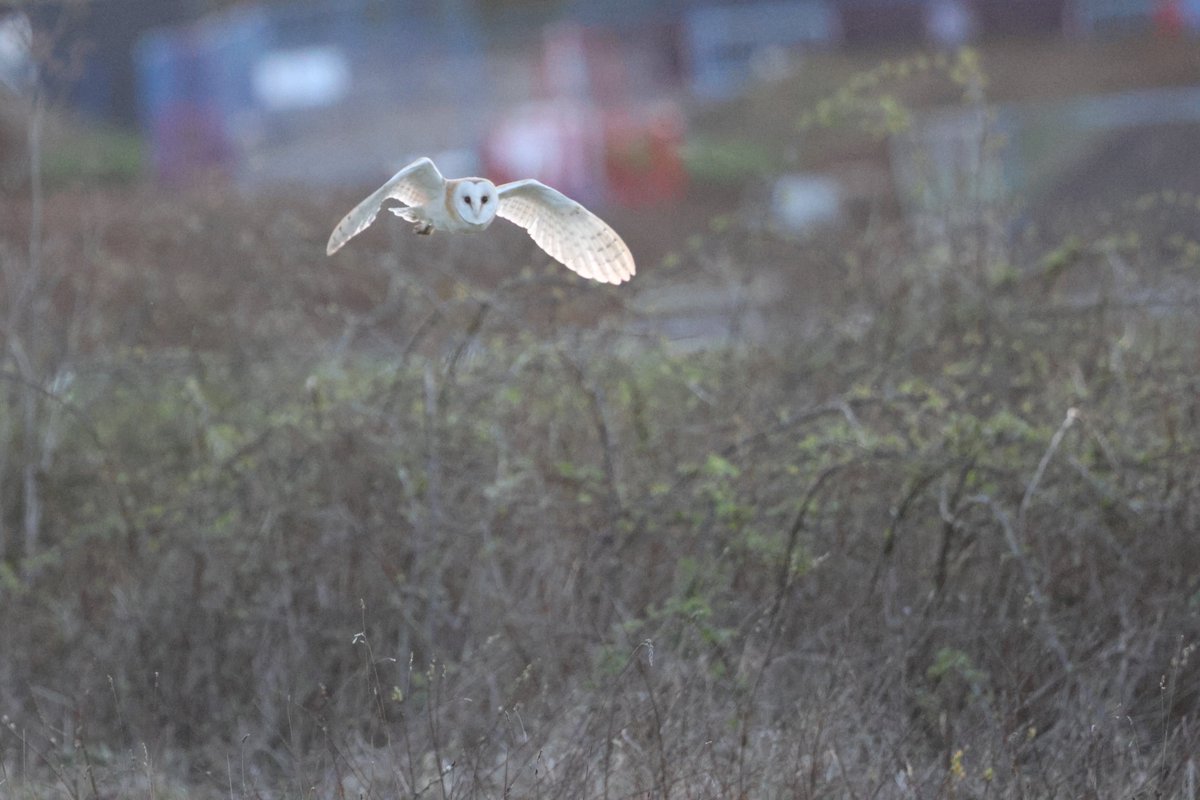 bcbeancounter's tweet image. Twenty minutes in the company of my favourite bird, the Barn Owl. @Natures_Voice #northantsbirds #barnowl