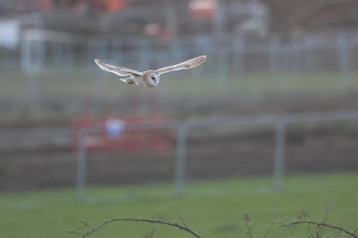 bcbeancounter's tweet image. Twenty minutes in the company of my favourite bird, the Barn Owl. @Natures_Voice #northantsbirds #barnowl