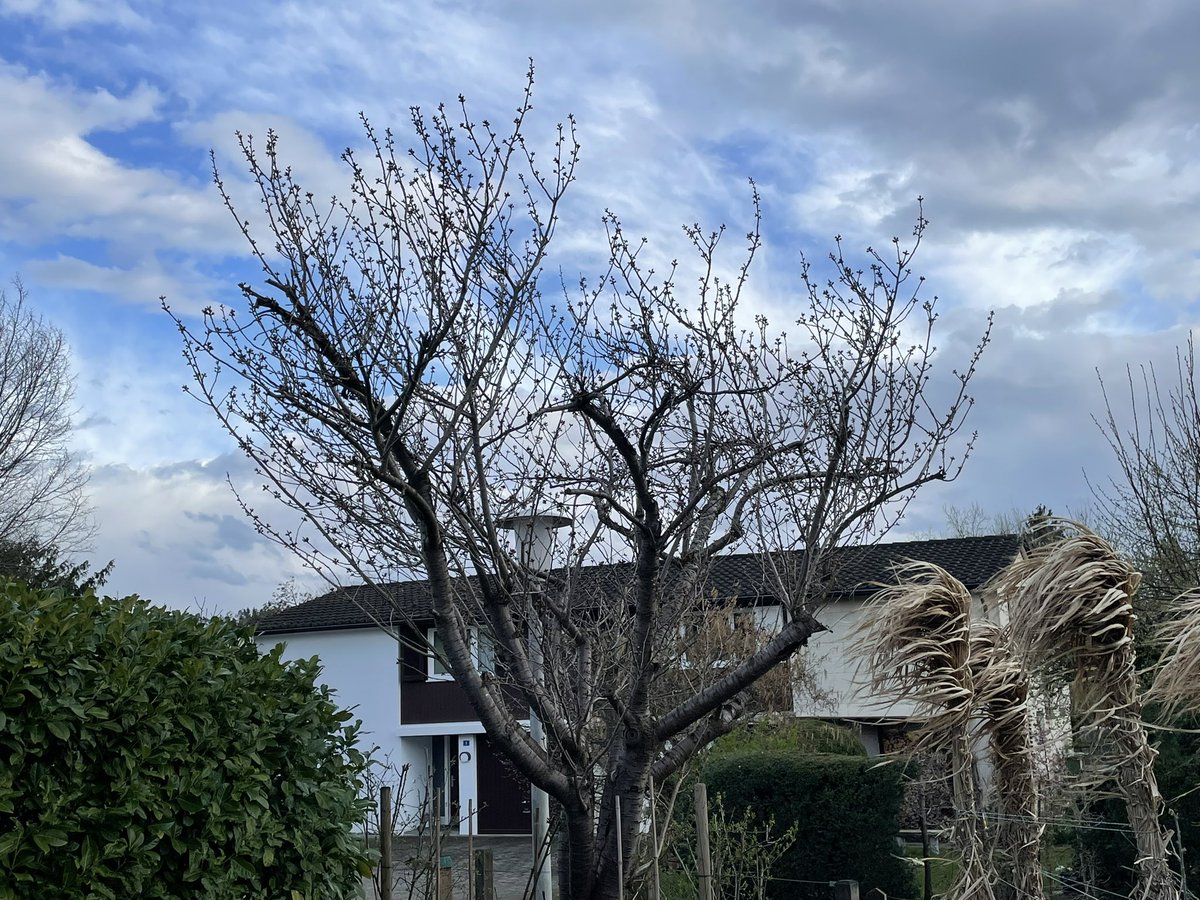 DominicDuss's tweet photo. Der Frühling darf langsam kommen… 🌱🌸🌳🤗 https://t.co/I6KEzYvG0D