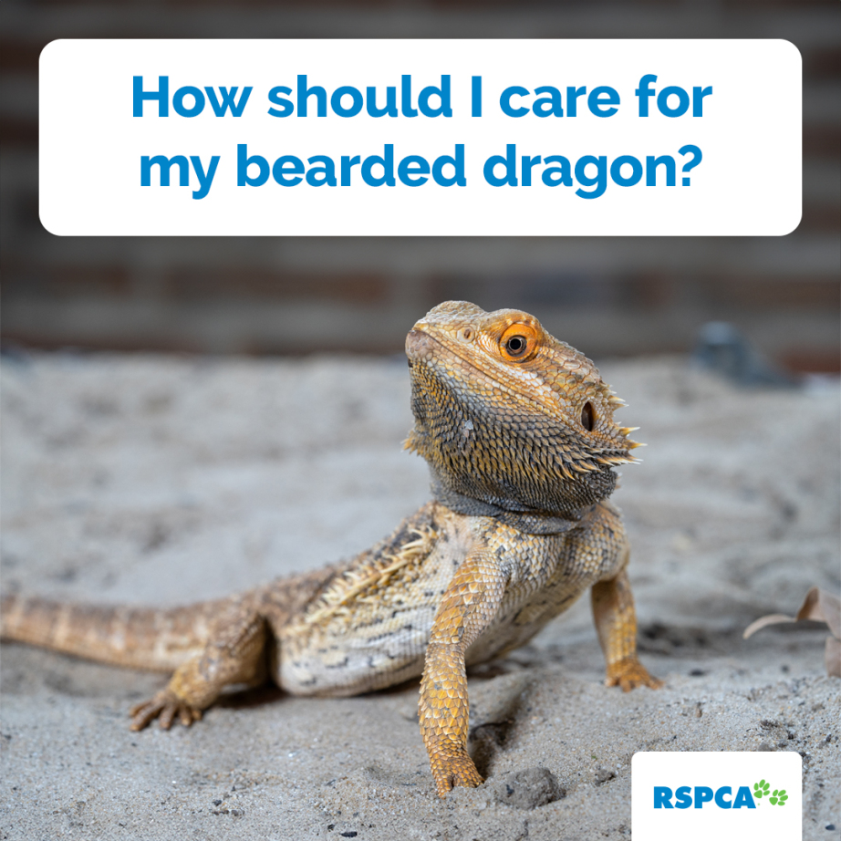 They're the most popular pet reptile in the world. But these complex creatures, like all companion animals, need the right care if they are to live a good life. So how should you care for your bearded dragon? Read on for tips: kb.rspca.org.au/knowledge-base…