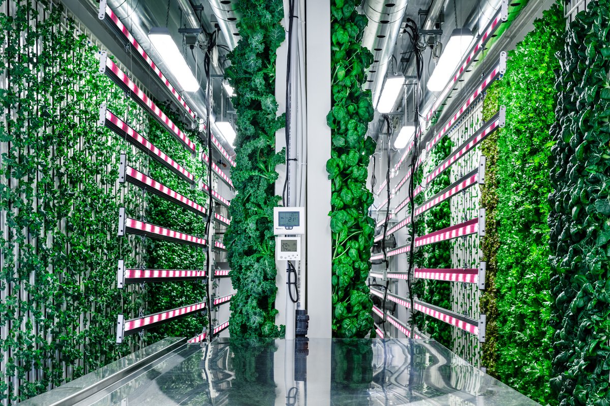 ModularFarmsAU's tweet image. Over the past 45 years, Australia has lost over 15% of its pastoral and farming estate, and this number is only set to increase. It&apos;s time to get creative!! #ModularFarms #VerticalFarming #FutureOfFarming #Hydroponics #HydroponicFarming #AgriculturalTechnology #Sustainability