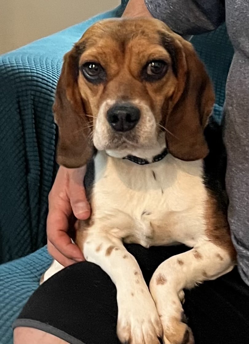 Pals!!! We need you! 🆘🆘🆘 We have a beagle loose in Durham/Morrisville area NC! LC Brier Creek Community! Please help us get her face out there 🙏! Any sightings call us (508) 612-7877! Please share to bring Josie home. #retweet #NorthCarolina #beagle #DogsofTwitter