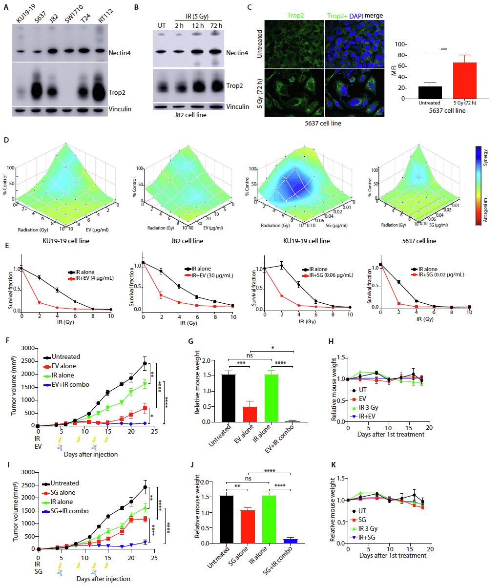 Adam_Weiner535's tweet photo. 🚨Just out in @EUplatinum🚨

@mouwlab et al. modeled the additive value of ADCs 💉(SG or EV) with XRT ☢️⚡️for #bladdercancer 

@OncoBellmunt @CarvalhoFilipeL @drwillanderson

@danafarber @brighamwomens @BrighamRadOnc @Uroweb @BladderCancerUS @BWHUrology @DanaFarber_GU

Link: https://t.co/1lOlPzfjb6