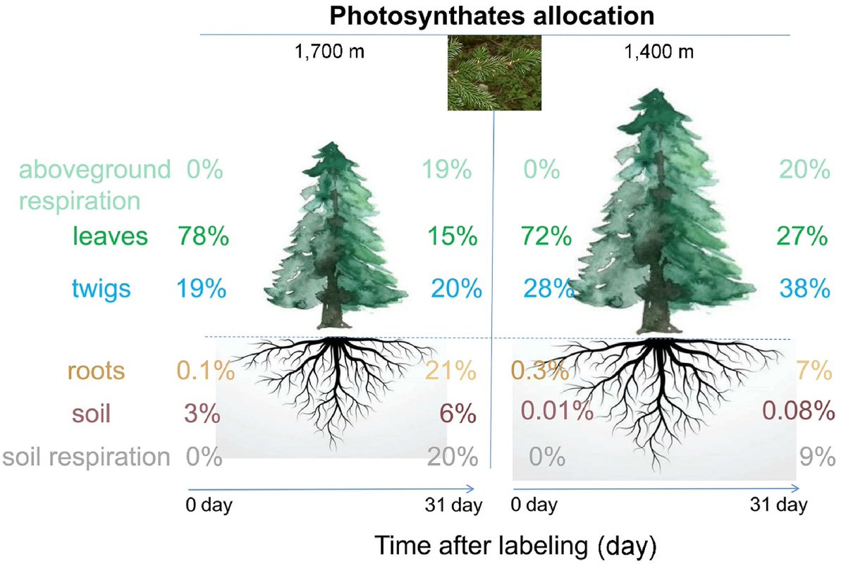 osbert_sun's tweet image. 📢New article online @Forestecosyst Pls RT
#Carbonallocation in #Picea jezoensis: #Adaptation strategies of a non-#treeline species at its upper elevation limit sciencedirect.com/science/articl…