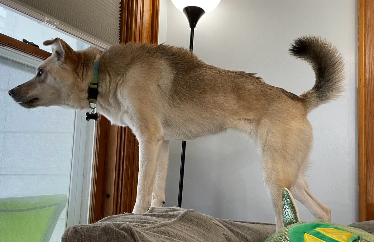 DapperRaptorSt's tweet photo. I think we may have adopted a werewolf by mistake…Ms. Friday was very upset by something outside in the snow storm. https://t.co/UJx71lQ5Z4