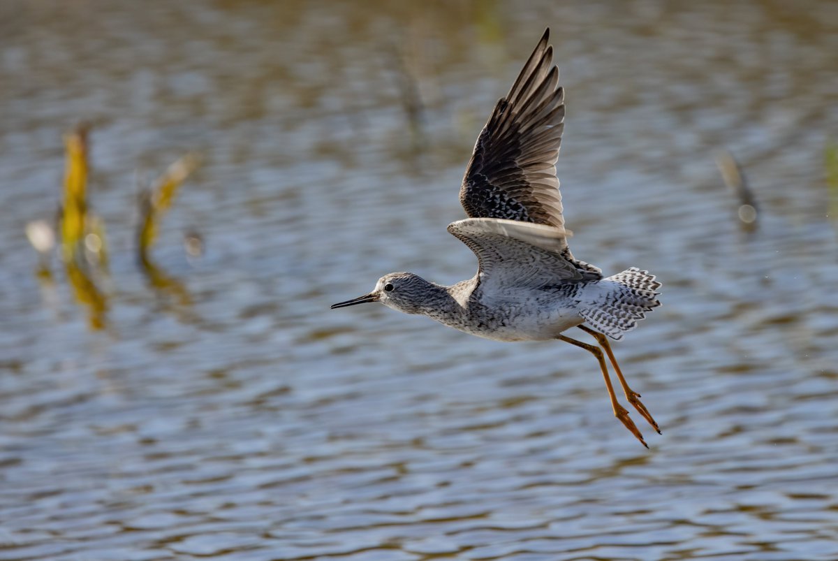 The long staying Lesser Yellowlegs at @RSPBFrampton yesterday 😊