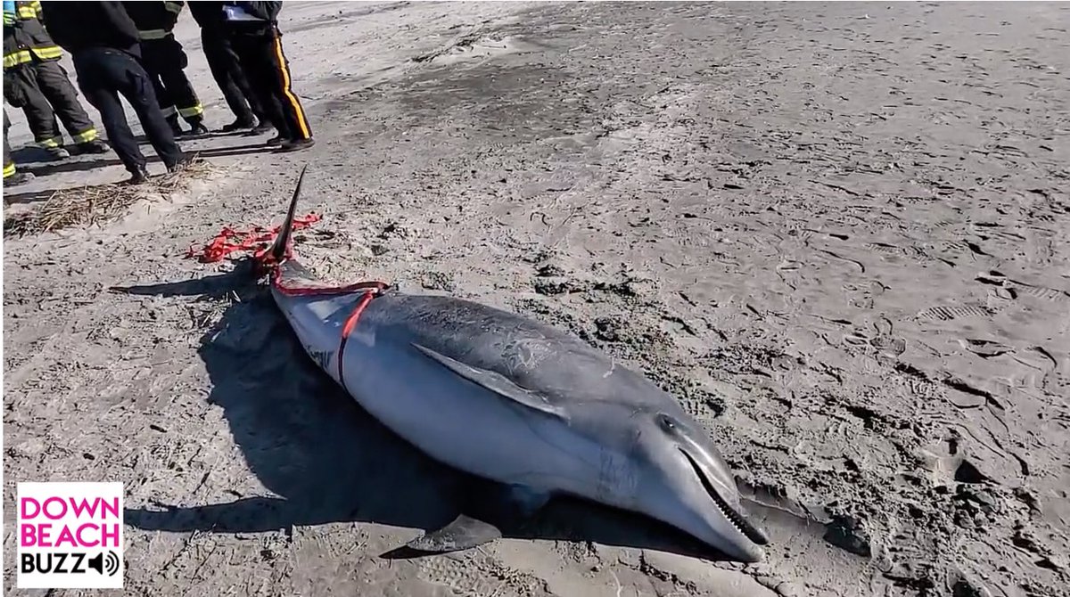 New 3-24-24: Another dead dolphin has washed up on the beach today on the border of Ventnor & Atlantic City. This is the second dead dolphin in the past 3 weeks to wash up in AC. Onlookers were asked not to take photos. #MarineMammals