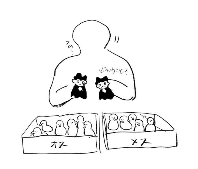 どら鑑定士に雌雄判断をされ箱に分別されてしまうどら 