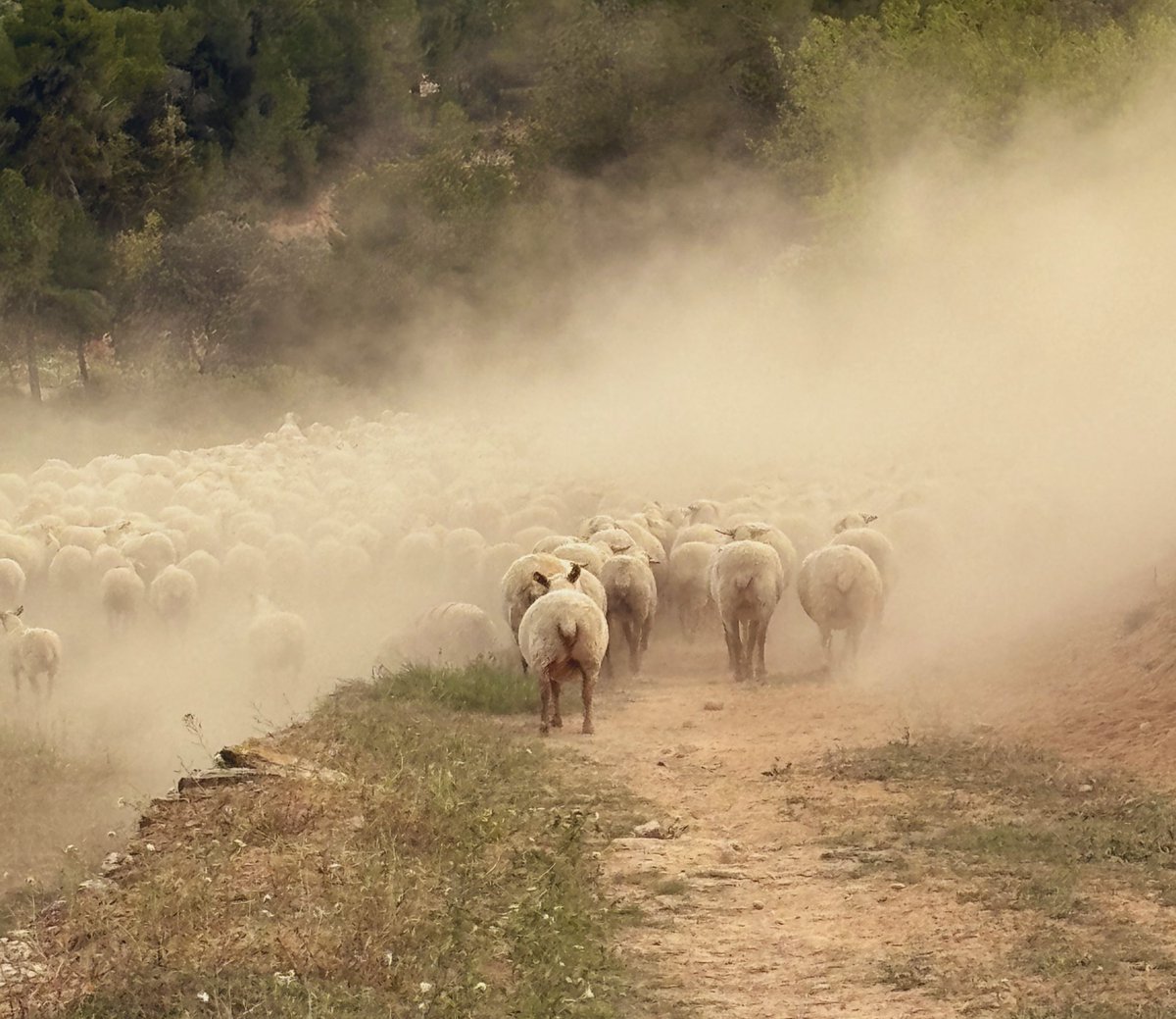 PardoMestre's tweet image. #Bonvespre a retiro #Ponent #transhumanciaramatdelsaran 😌