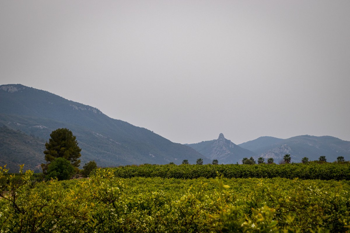 nelosm84's tweet photo. Esta mañana, más calima en La Costera.

#vallada #montesa #lacostera #valencia #calima #primavera

@apuntoratge @valenciabonita_ @oratgenet @SomosMeteo @Valencia_WX @Tiempo_Valencia https://t.co/Oz8ttgburd