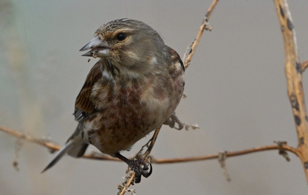 miqbo's tweet photo. Passerell (Linaria cannabina).
#linariacannabina #linaria_cannabina #passerell #eurasianlinnet #eurasian_linnet #pardillocomún #pardillo_común
30240128 Salt. https://t.co/M6Tqxu4UnO