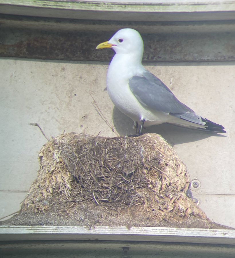 Kittiwakes at the Gateshead Saltmeadows tower today including ringed pair AAT and ACH. AAT ringed as a chick in 2011 and ACH ringed as adult in 2019. #SuperSeabirdSunday #Kittiwake @TyneKittiwakes @KittiwakesTyne