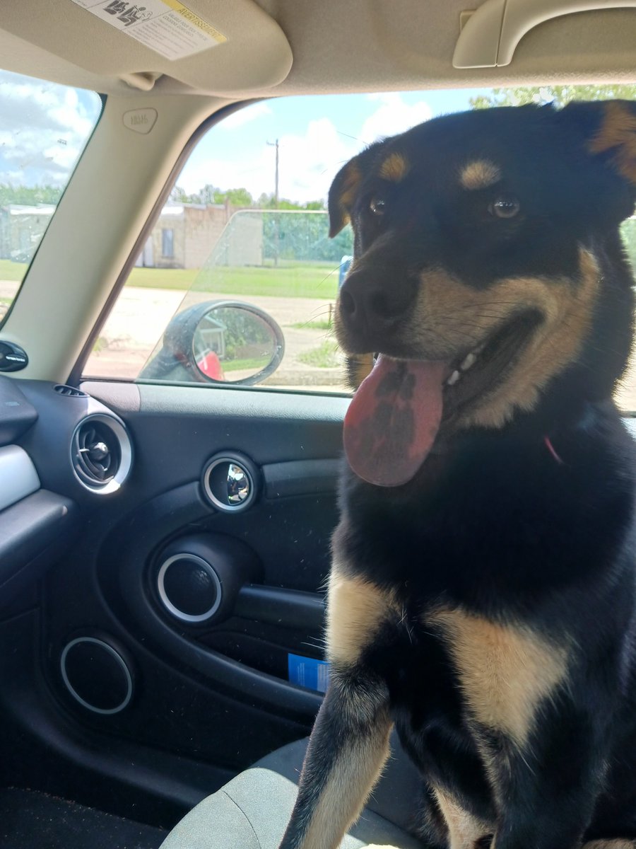 CaseySoftware's tweet photo. @BrowningMachine Great pick. He's going to be a big boy.

We have a half German Shepherd and he's pushing 60lbs. He is thoroughly devoted to my kids and gets between them and strangers or danger without hesitation. https://t.co/aqnhKN0CUE