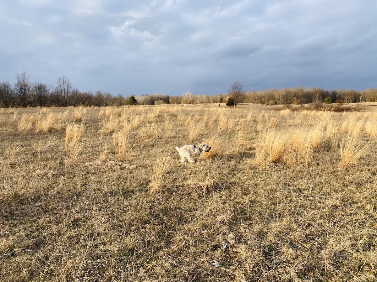 Run Happy 🤩 #dogsoffacebook #DogsOfX #dogsofinstagram #dogsofinstagram #wheatenterrier #dogoftheday #scwt #runhappy
