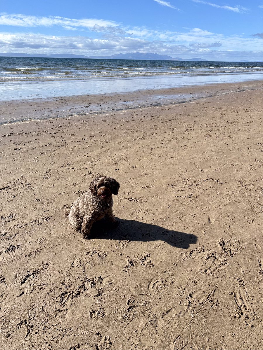 What a day! I luffs the beach…..and all the peoples with treats in their pockets 😂🐾🐾