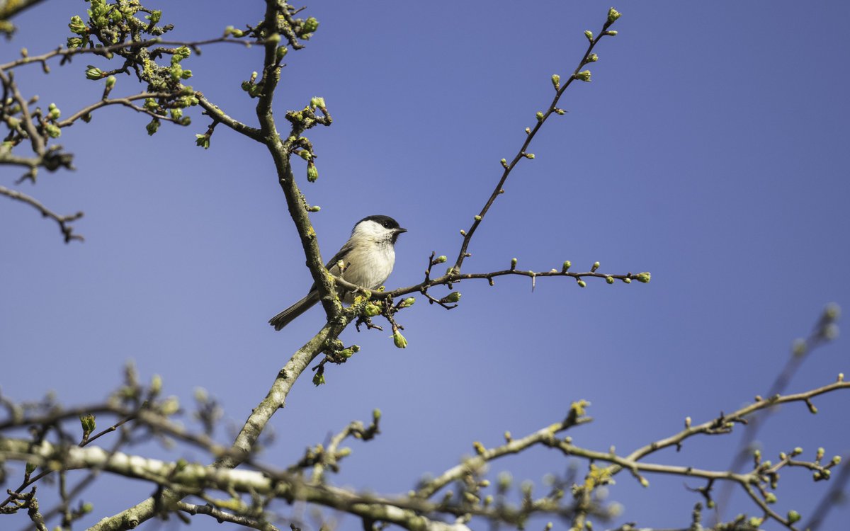 Really nice to catch up with some Willow Tits again, whilst back in the north east. @NTBirdClub #WillowTit