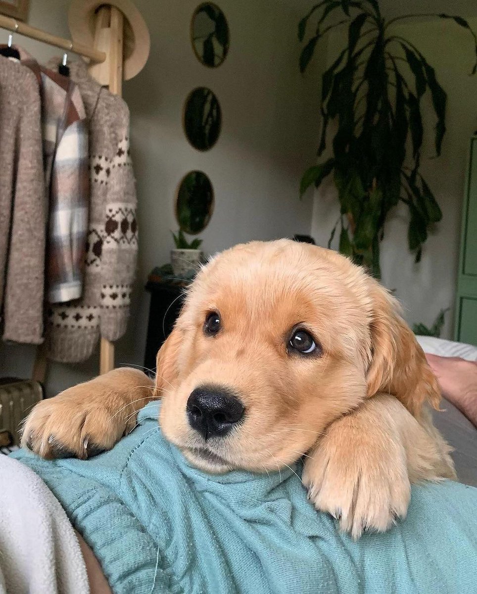 So cute puppy 🥰💗🥰
