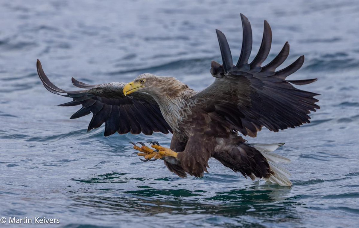 Our first visit of the year to see the white tailed eagles of #Mull resulted in several close encounters. It looks like 2024 is going to be another good year