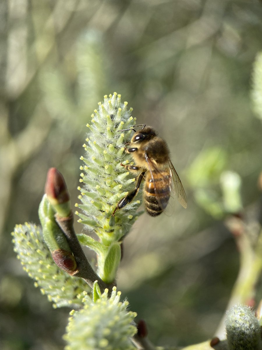 All sorts of buzzy bugs at @WarrenFarmNR today 🐝

#warrenfarmnr #ealing #wildlife #savethebees #hoverflies #bees #insects #blossom #london #RewildTheWorld