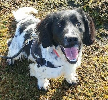 Ziggy's so hopeful 🥰 He says THANK YOU for all the likes & shares he got 🙏 He packed his harness & toys in hope & is waiting for good news 🥰💙 2yr old springer spaniel is an affectionate, happy & fun dog 💙 Please 1 last share 🙏 madra.ie/dog-profiles/ #AdoptDontShop
