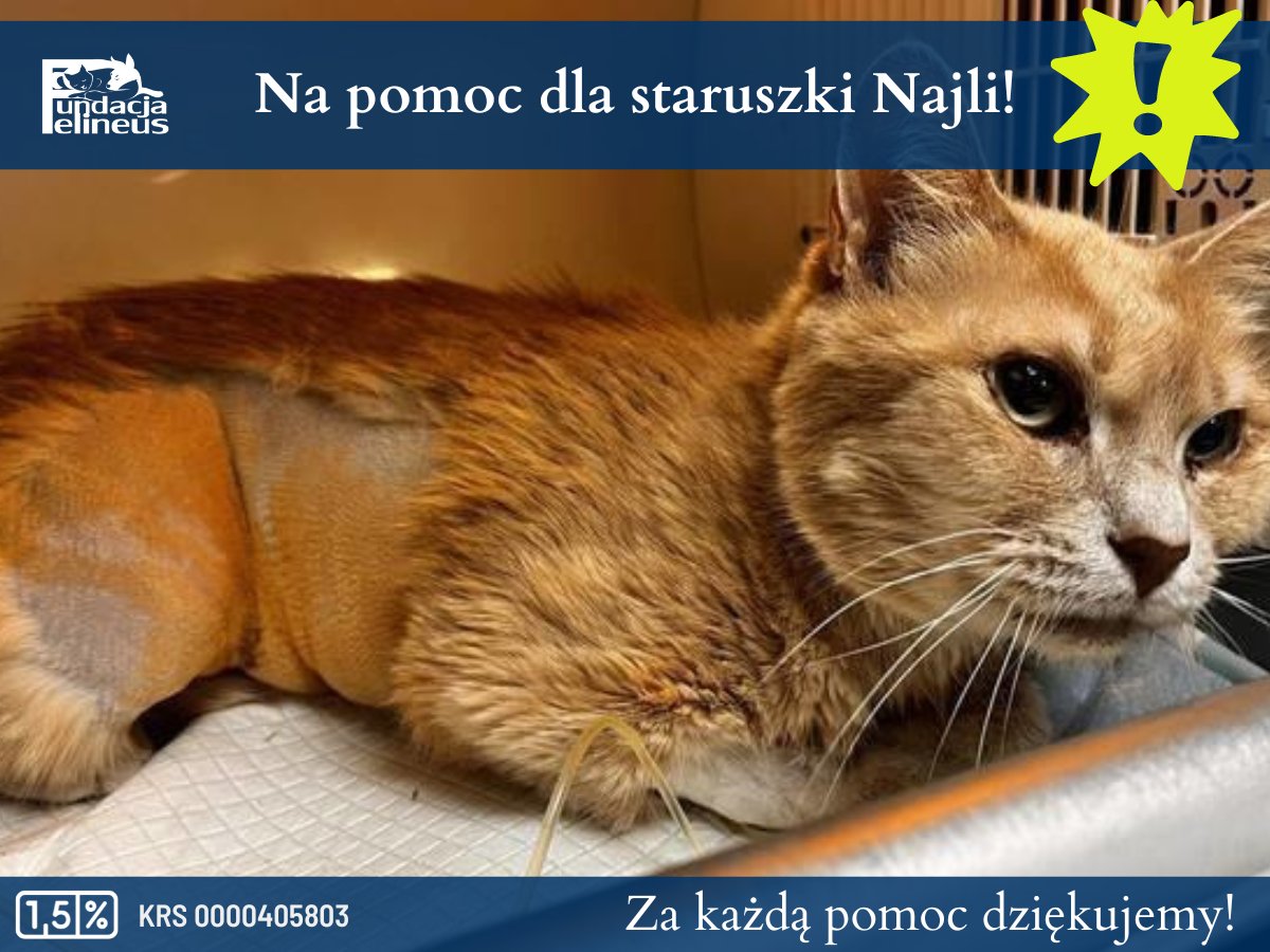 F_FELINEUS's tweet photo. W ten niedzielny, chłodny wieczór znów przychodzimy do Was z ogromną prośbą 🙏
Nie wiemy czy pamiętacie jeszcze Najlę?
Ta śliczna, biszkoptowa koteczka trafiła pod naszą opiekę w 2022 roku, w pierszych miesiącach po wybuchu wojny... Tak, z piekła wojny została uratowana. Mieliśmy nadzieję, że szybko znajdzie dom, ale jej szansę chyba przekreśliła jedna kreska - dająca pozytywny wynik testu FeLV... po tej informacji wszystkie telefony z pytaniami o jej adopcję zamilkły...

Najla zamieszkała w jednym z naszych domów tymczasowych, gdzie przez długi czas czuła się dobrze... Niestety w ostatnim czasie mocno podupadła na zdrowiu, a przyczyną okazały się guzy listwy mlecznej. Najla jest już po zabiegu obustronnej mastektomi i póki co przebywa w szpitalu. Czekamy na wynik badania histopatologicznego by ustalić jej dalsze leczenie, ale na szczęście na ten moment jej stan jest stabilny.

Niestety zabieg, opieka szpitalna a także dalsze leczenie to duży koszt. Dlatego w imieniu Najli bardzo prosimy o wsparcie ❣

Dla Najli 🙏👇
https://t.co/7ReJ8bpiGM

#pomoc #kotka #felineus

🐾 Czas rozliczeń trwa! Pomóż nam odmienić los chorych, niechcianych i bezbronnych kotów. Podaruj nam swój 1,5%. KRS 0000405803 🐾
