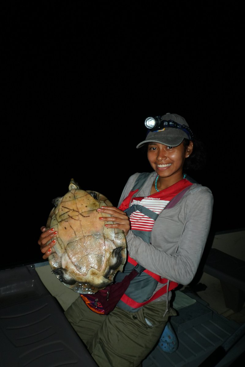 Educating and building Belize's research capacity are core goals for the station, so it was great to have volunteers from @ZooBelize and the Environmental Club at @UBBZE join us last night for our hicatee surveys with @WCSBelize. We caught 9 #turtles! Great job team.