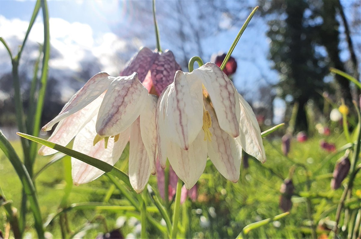 💜🌿🐍In #folklore snake's head fritillary (F. Meleagris) #Flowers were said to spring up in the Romans' footsteps. The #flower was also thought akin to the leper's bell; one of its many folk names is #Lazarus bell. Happy #FolkloreSunday to all the #spring #wildflowers folk 💜🌿