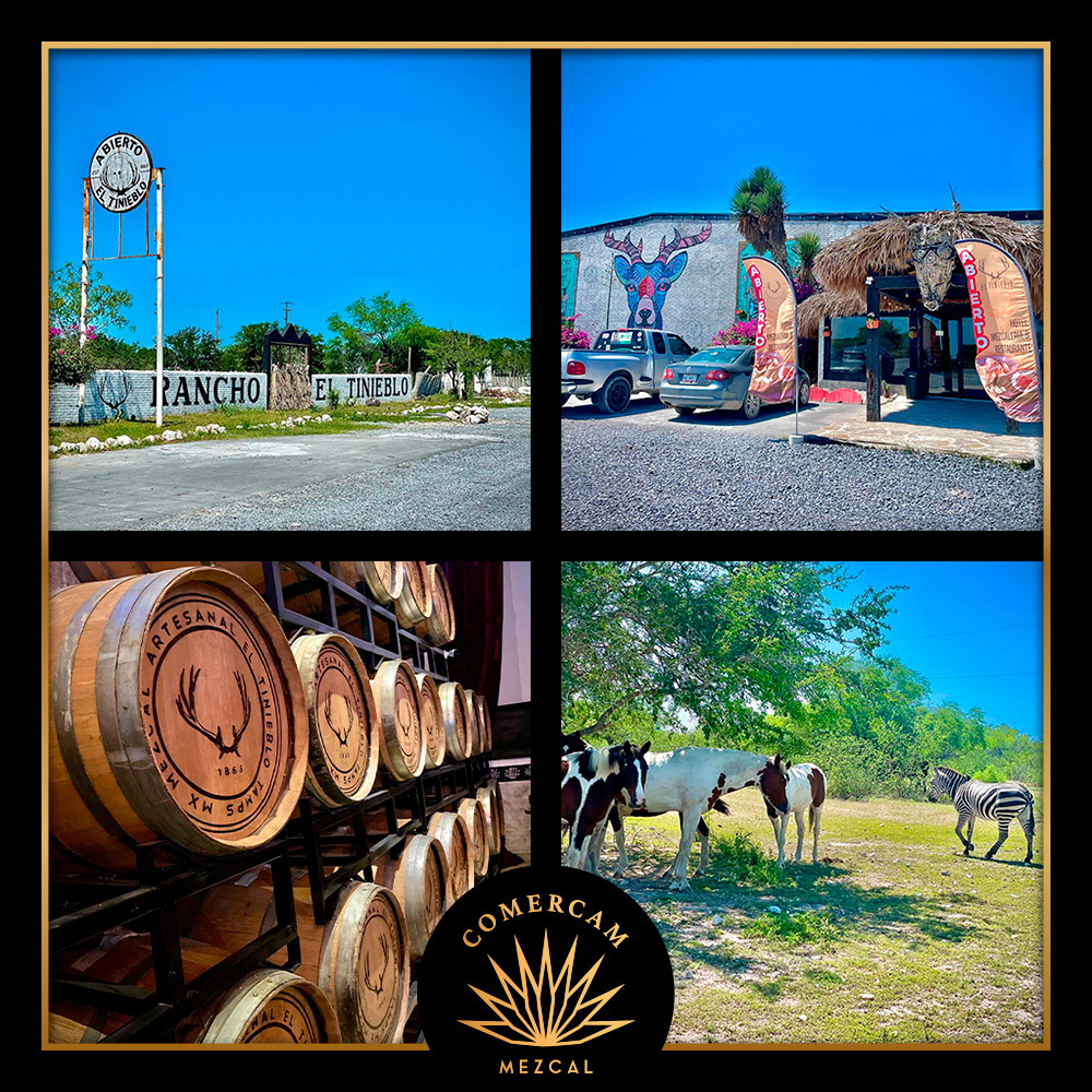 ¡Extendemos nuestro más sincero agradecimiento al asociado 0013 de la marca El Tinieblo de Tamaulipas por su invaluable contribución y dedicación en fortalecer la cadena productiva del maguey mezcal en la región!
¡Sigamos Creciendo Juntos!

#COMERCAM #Tamaulipas