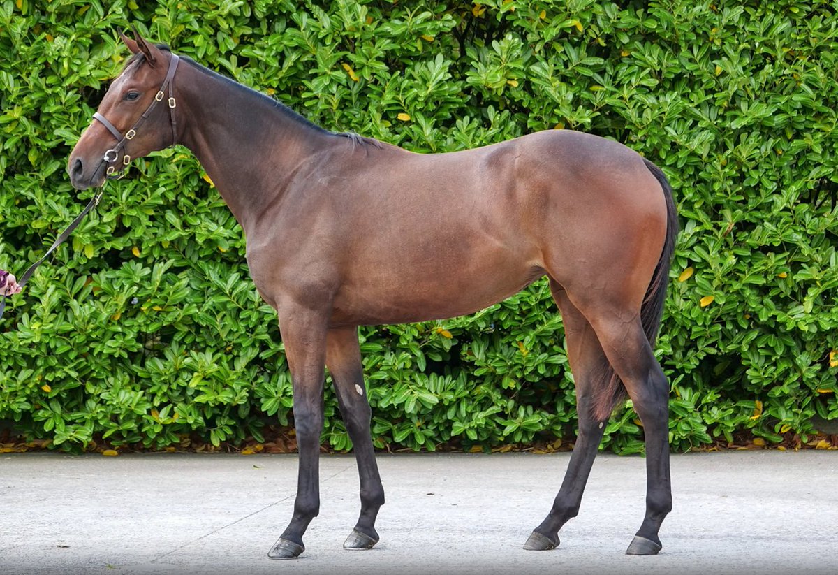 🎓DUFAR wins the 3yo Fillies Maiden in Milan🏇🇮🇹 A #CastlebridgeGrad knocked down to @MarcoBotti @Tattersalls_ie September Yearling Sale, congratulations to all winning connections 👏 Here she is as a yearling in 2022⬇️📸