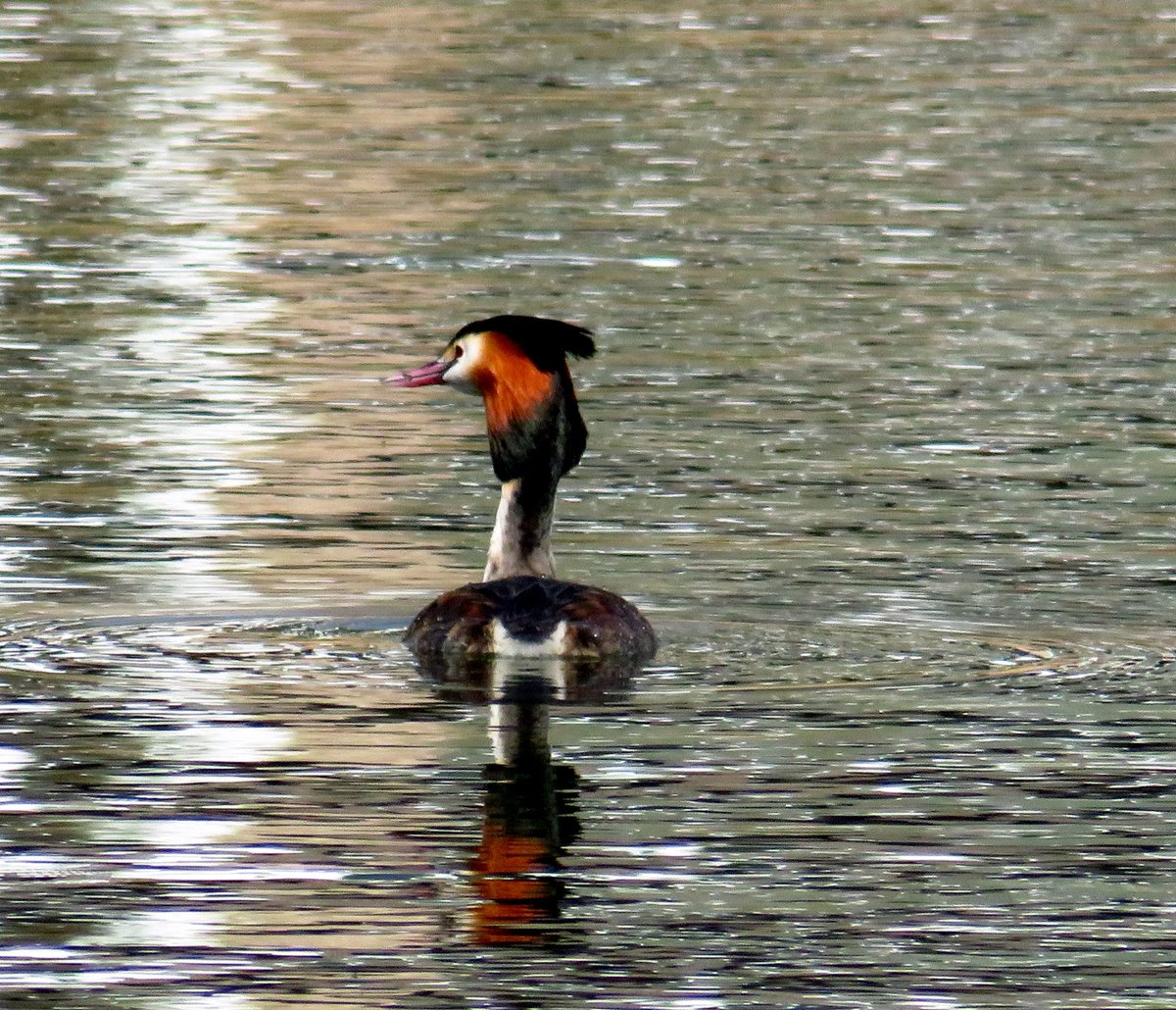 Got to see the beautiful Great Crested Grebes again today at Linlithgow Loch, saw,we think,4 pairs this time ! Shame there was camera snobbery from some of the birders there with their HUGE lenses ! @RSPBScotland @IoloWilliams2 #BirdsOfTwitter #birding