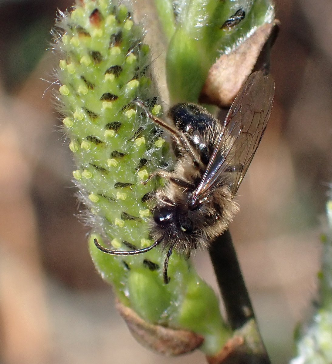 At last, a half-decent day for a bit of insect photography in the sun. Here are male and female Andrena praecox from @WKWT Wappenbury Wood. Back to rain & report-writing tomorrow.