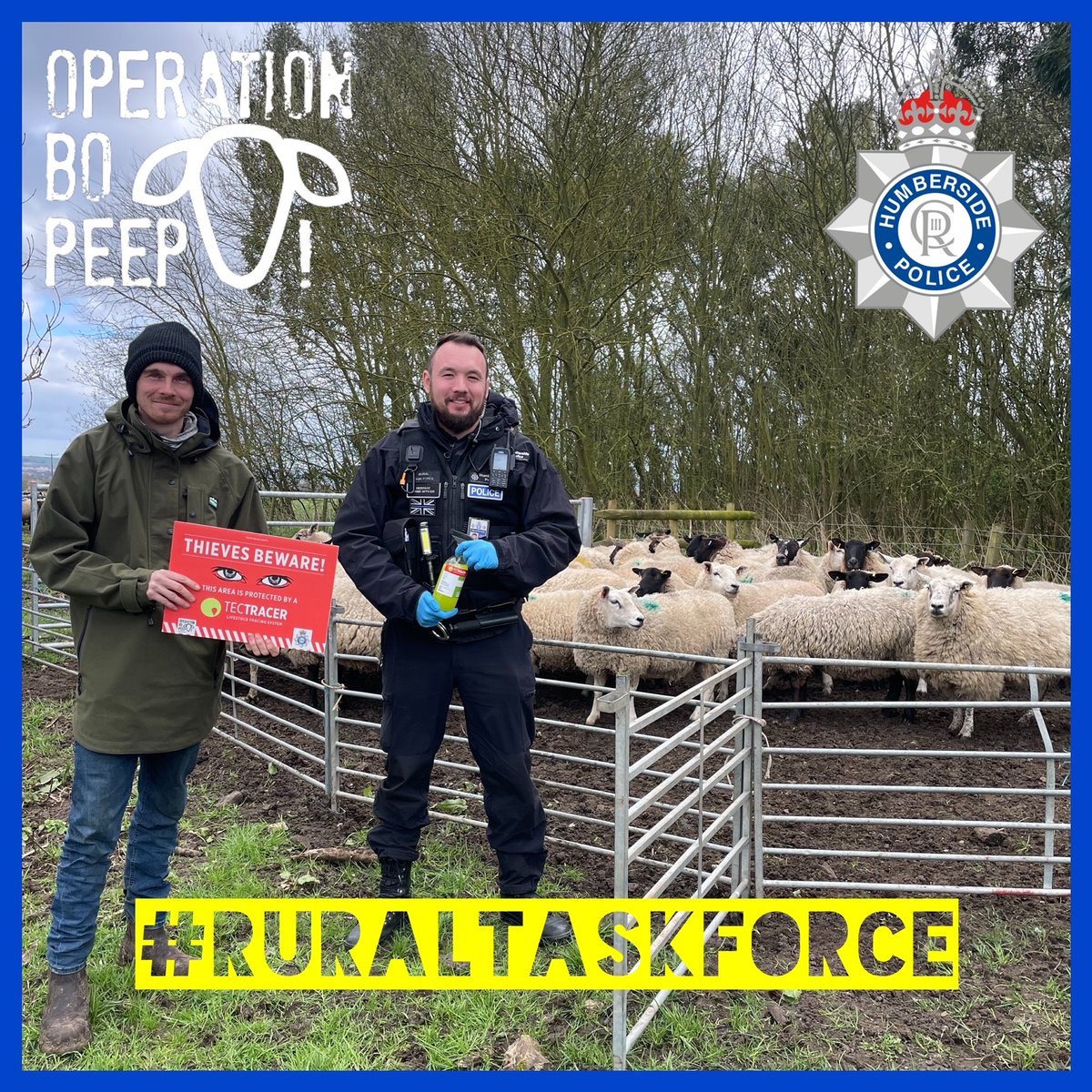 Humberbeat_NL's tweet photo. PC GRANT from @Humberbeat_RTF has forensically marked 145 sheep today following a theft and suspicious incidents at Risby. The technology provided @OpBoPeep allows police to identify these sheep even if traditional marking methods are removed. #SheepTheft #RuralCrime https://t.co/xvQNalsijs