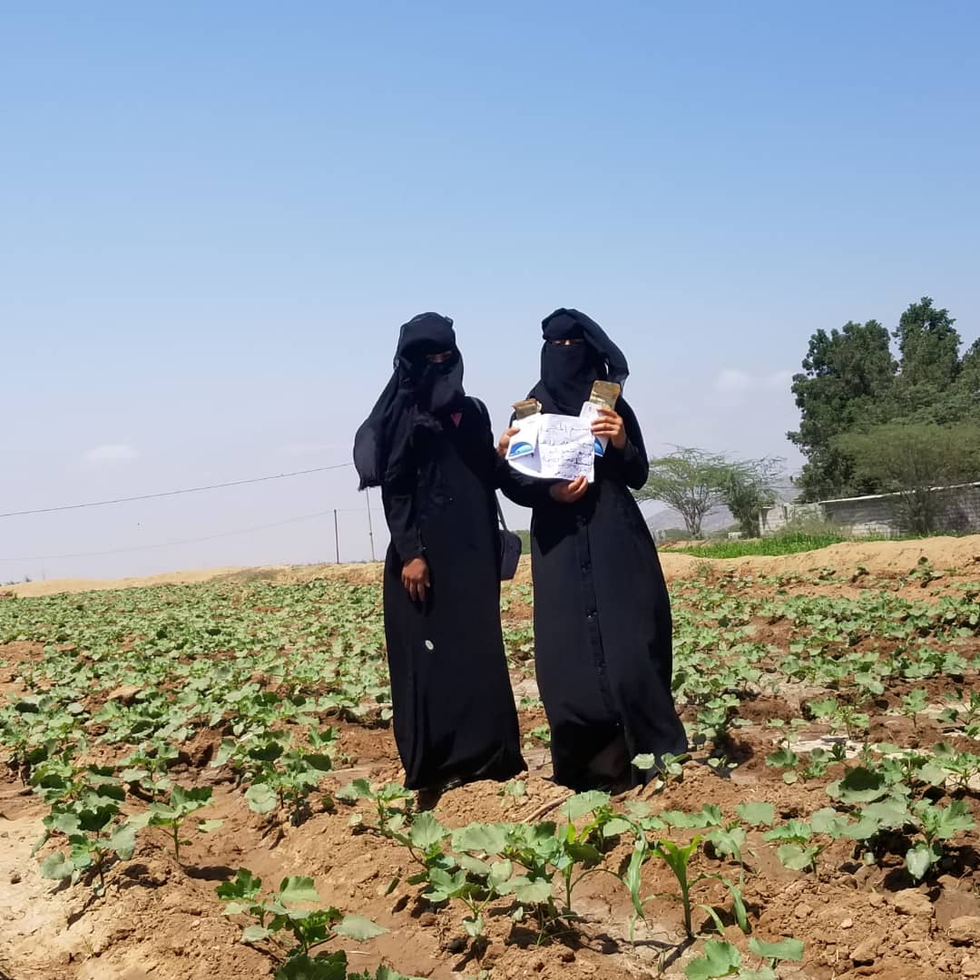 SFDYemen's tweet image. Financed by their Village Saving &amp;amp; Loan Association #VSLAs, Fatima and Gazal have achieved significant success as they grew and reaped high quality okra crop

They gained a sustainable income that enhanced dignity and spared their families dependence on aid

◀️BiladAttaam #Raymah