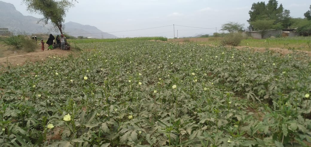 Financed by their Village Saving & Loan Association #VSLAs, Fatima and Gazal have achieved significant success as they grew and reaped high quality okra crop They gained a sustainable income that enhanced dignity and spared their families dependence on aid ◀️BiladAttaam #Raymah