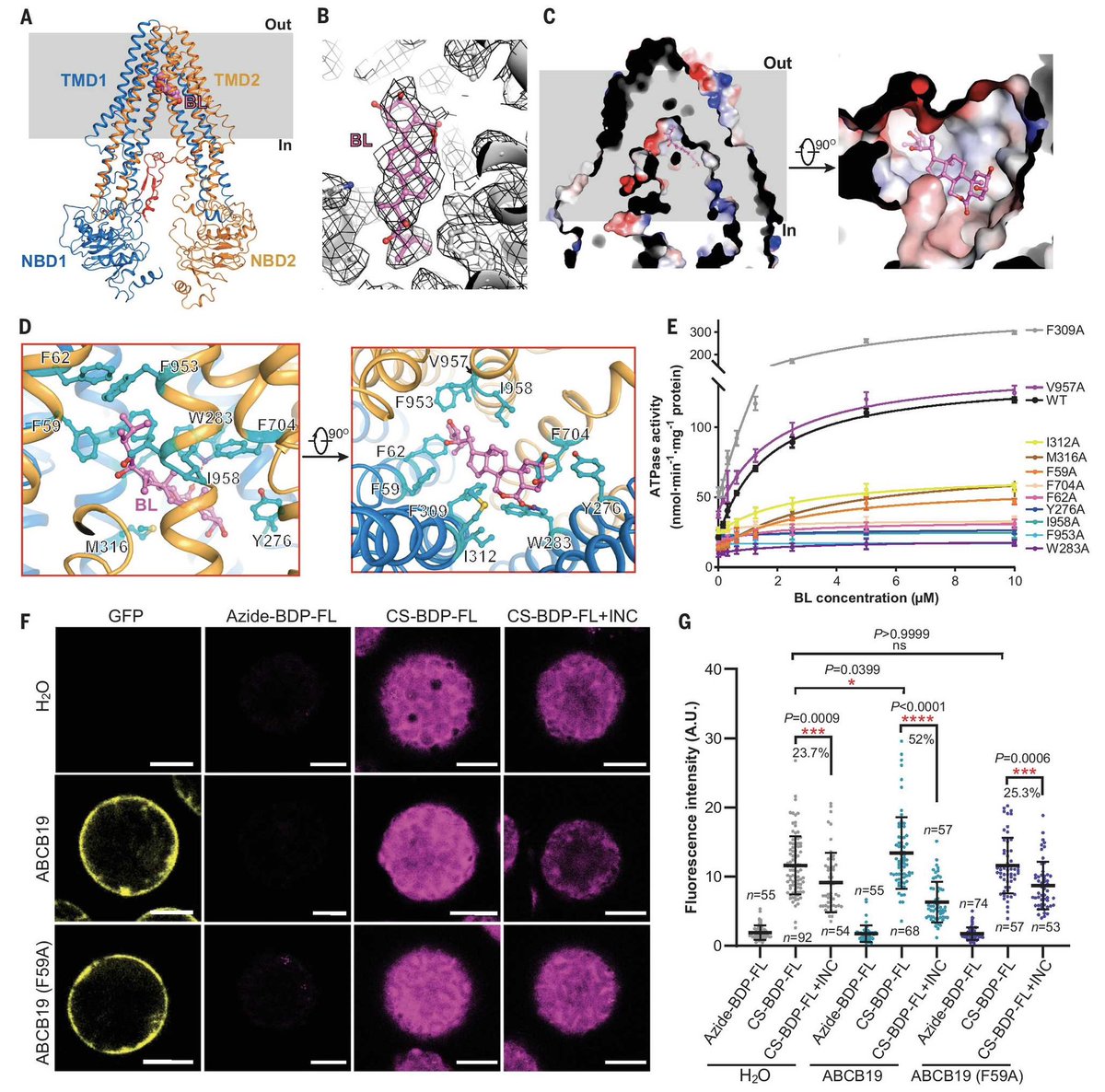 We have now uncovered the role of ABCB19, known as an auxin transporter, in BR export. #cryoEM #clickchemistry 🌱🌱🌱<a href="/ScienceMagazine/">Science Magazine</a>