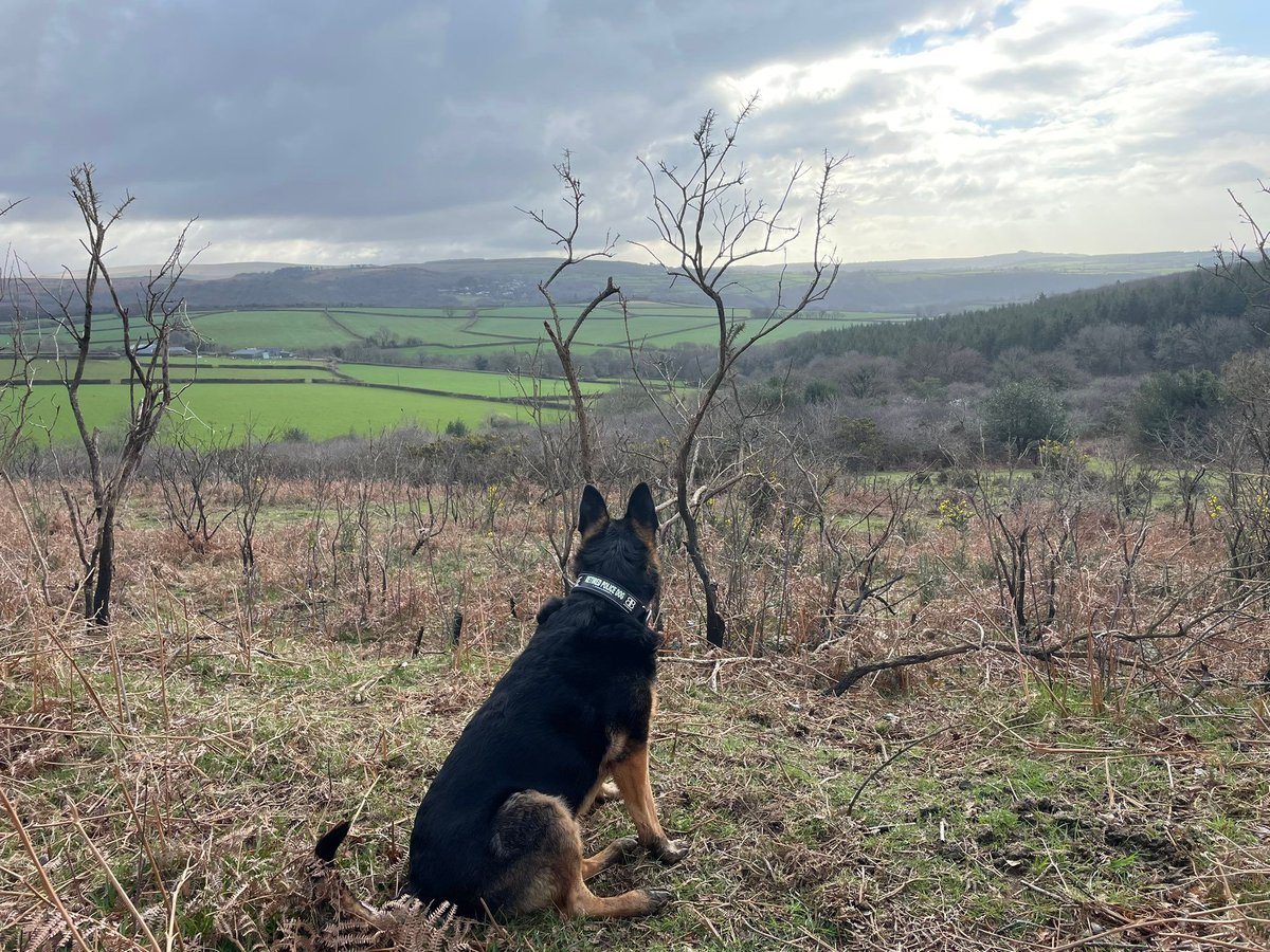 Wow! @RpdDixie was up early on this lovely Sunday morning, taking in the gorgeous views on her walk on Dartmoor 😍🐾