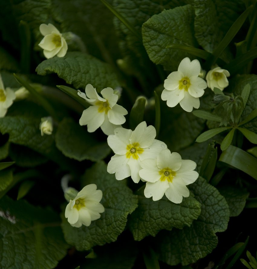 Through primrose tufts in that sweet bower
The periwinkle trailed its wreaths
And 'tis my faith that every flower
Enjoys the air it breathes