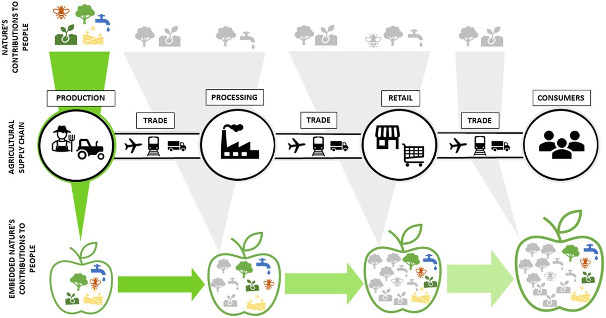 Conceptual scheme of #nature contributions to people #NCP supporting international #agricultural #trade 🌳🍎🚜 paper led by @ap_s_marques @NynkeSchulp and wonderful sDiv @idiv team @antoniojcastro @wietekewillemen @ThomasKoellner et al @PaN_BES doi.org/10.1002/pan3.1…