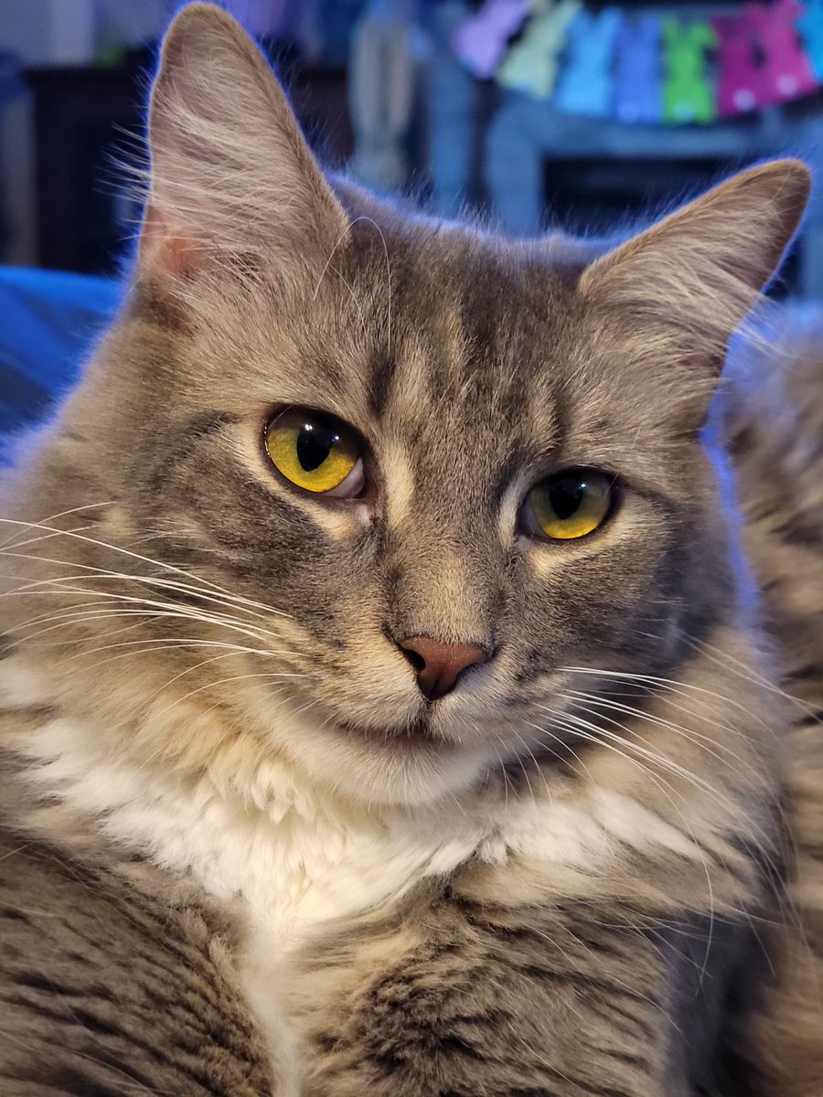 roccomom13's tweet photo. @Phil_Sledge Our cat-dog Sheldon https://t.co/MQJc6eeop5