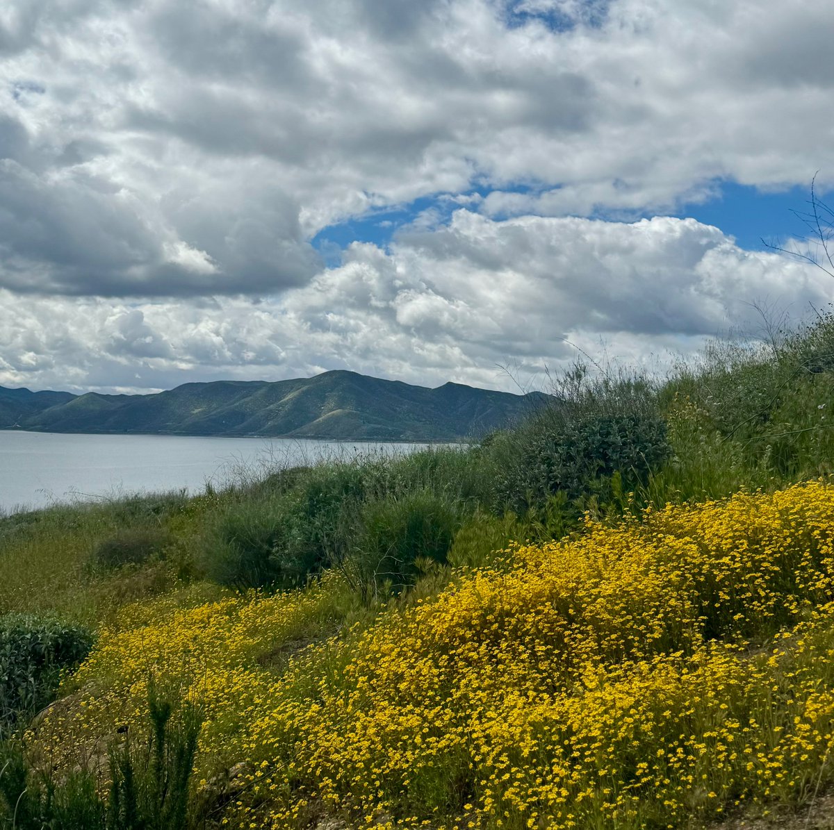 Diamond 💎 Valley Lake, California #wildflowerseason #superbloom2024