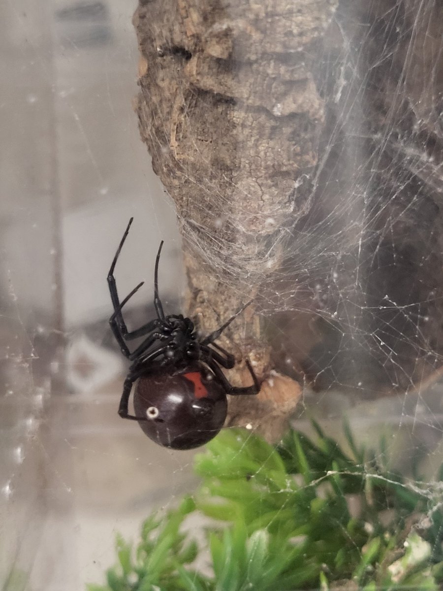 KernSpider's tweet photo. Oh yea I don't post too often on here but my widows are all doing good! https://t.co/kCeVRLAAUS