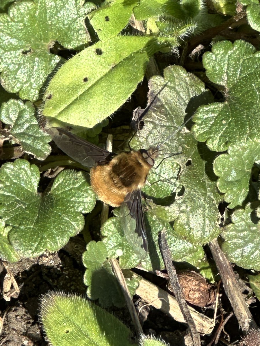 My first Dark-edged Bee Fly of 2024, Burgess Field NR, Oxford at lunchtime. @DipteristsForum @RoyEntSoc @flygirlNHM