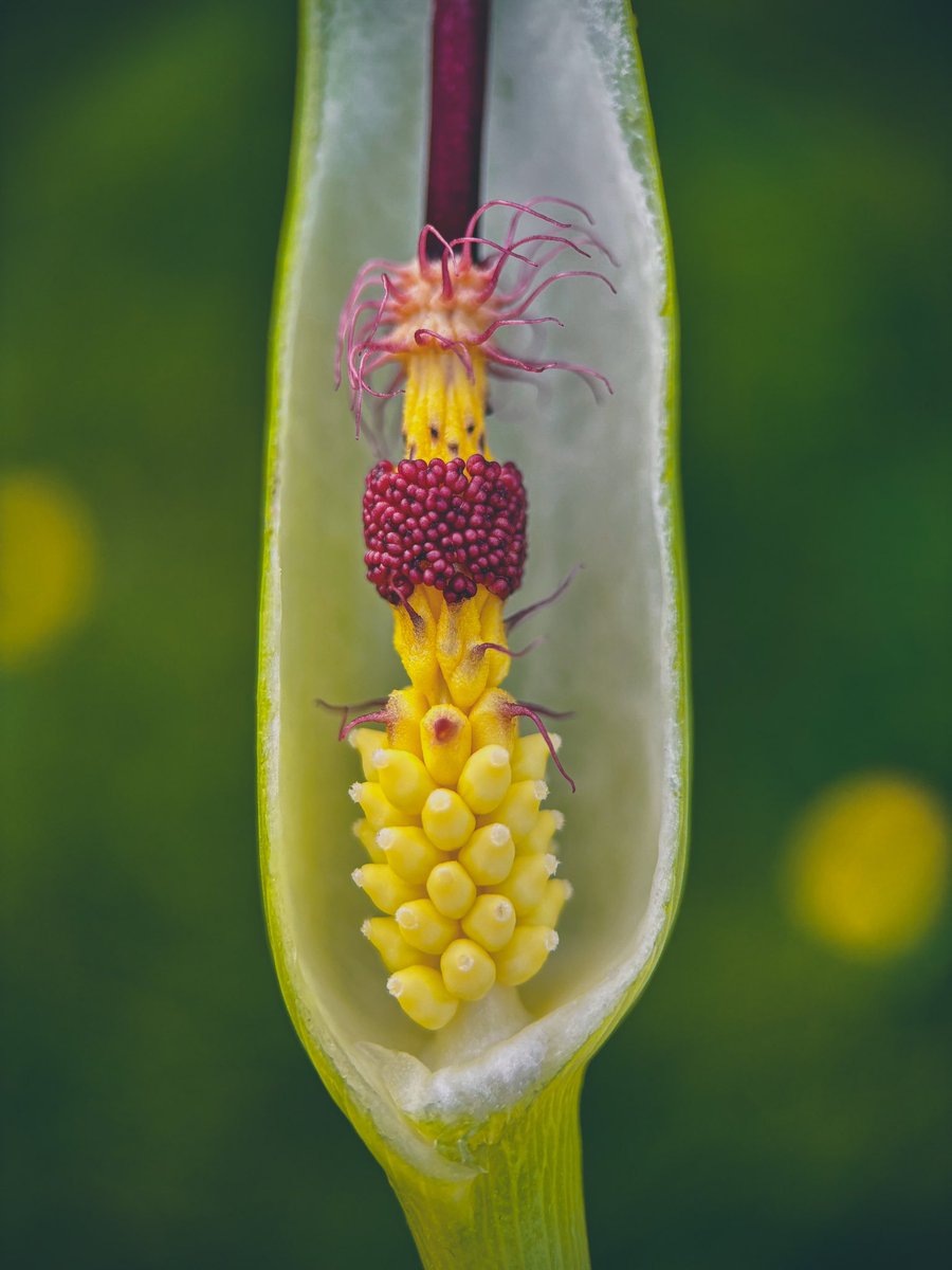 Lords-and-ladies (Arum maculatum) - dissection to show the pollination mechanism. The spathe attracts insects which drop down to be temporarily trapped by the hairs whilst they pollinate the flowers below 🪰💚 @BSBIbotany @wildflower_hour