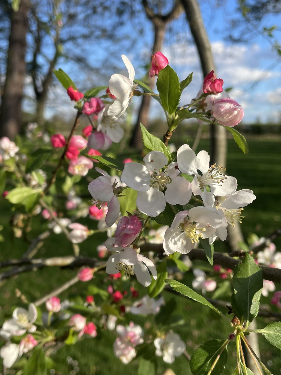char_trendell's tweet photo. Beautiful walk in Bushy Park this afternoon. Spring has sprung 🌸🌼

#photography #spring #landscapephotography #bushypark #ThePhotoHour #StormHour @theroyalparks https://t.co/InFVxLcy1i