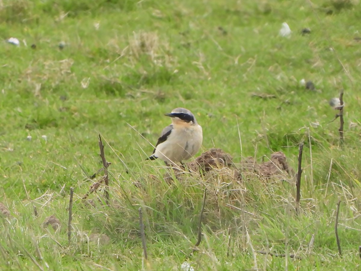 Up in Norfolk this week visiting family and saw my first Wheatear of the year at Cley Marshes this afternoon.