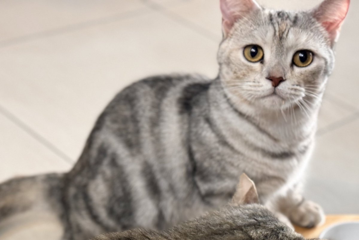 茶茶只要聽到罐頭的聲音就會出現🥫