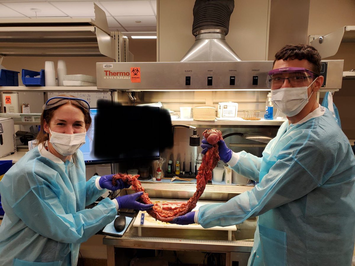 UTMB_Pathology's tweet photo. 🎉 Exciting news! 🎉 Please welcome our new Chief Residents @UTMB_Pathology , Dr. @WagCeleste &amp; Dr. @VasilyOvechko 🌟 #Pathtwitter #NewChiefResidents https://t.co/BtFqXfuErA