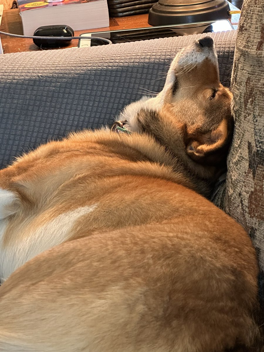 CorgiIsabella's tweet photo. Sunday afternoon nap pose. #CorgiCrew #howisthiscomfortable https://t.co/AH9x2B8vh4