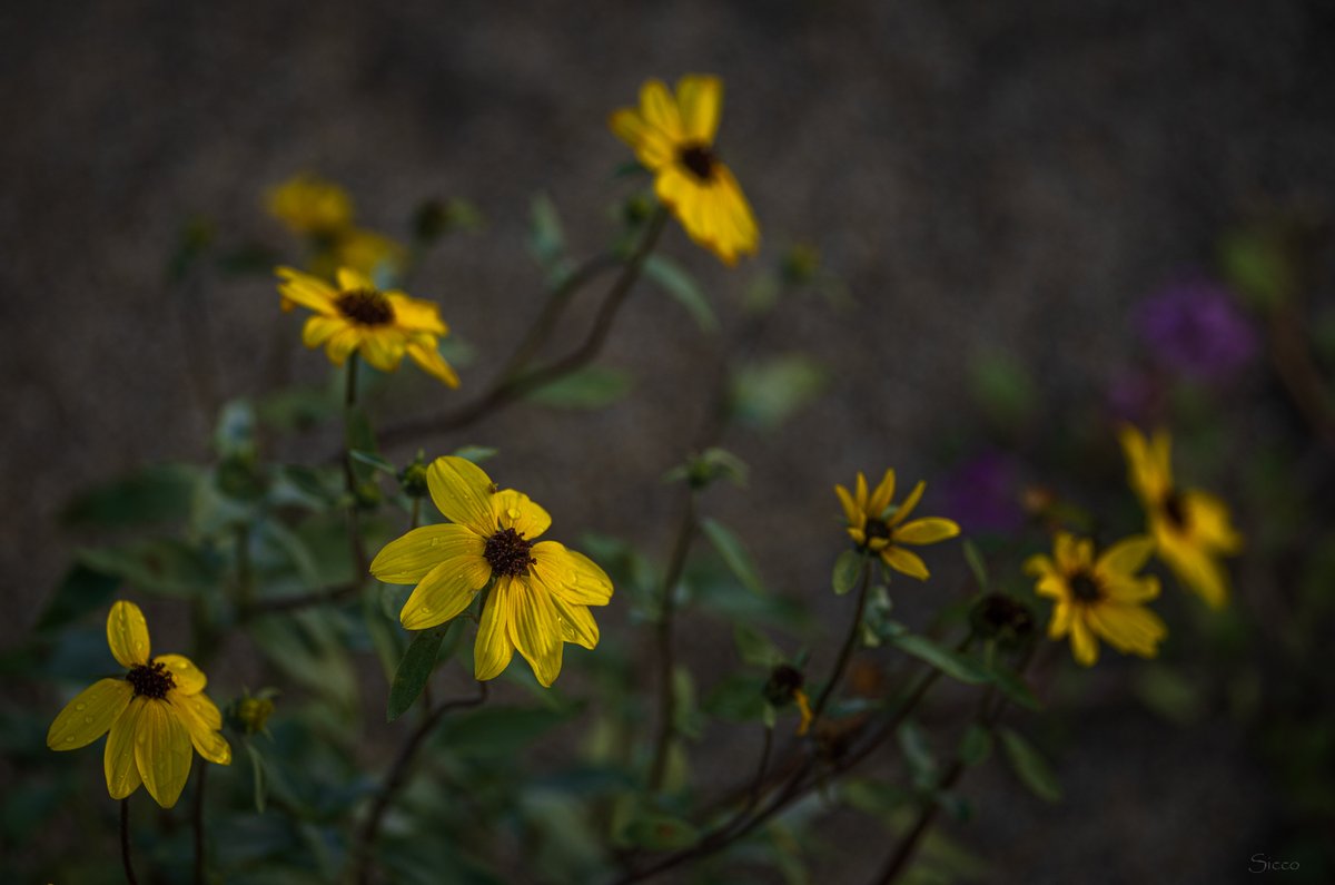 AnzaBResearch's tweet photo. A few closeups of desert sunflowers (Geraea canescens) here in Anza-Borrego Desert hopefully for a couple more weeks (Photos: Sicco Rood). https://t.co/rgfD6H9pGc