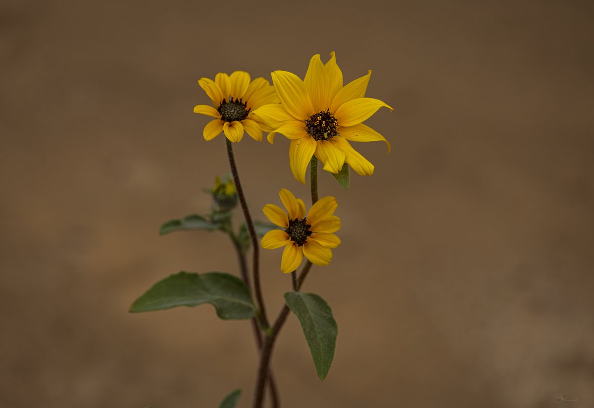 A few closeups of desert sunflowers (Geraea canescens) here in Anza-Borrego Desert hopefully for a couple more weeks (Photos: Sicco Rood).